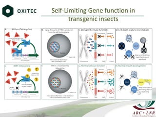 Livestock genomics—Experiences from South Africa
