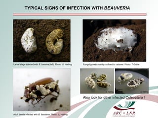 Livestock genomics—Experiences from South Africa