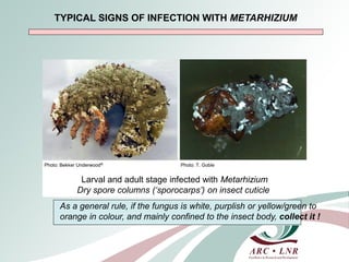 Livestock genomics—Experiences from South Africa
