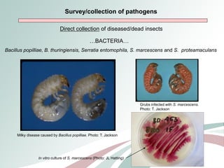 Livestock genomics—Experiences from South Africa