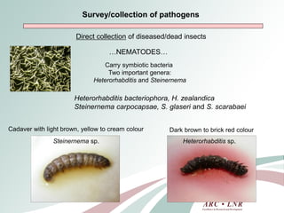 Livestock genomics—Experiences from South Africa