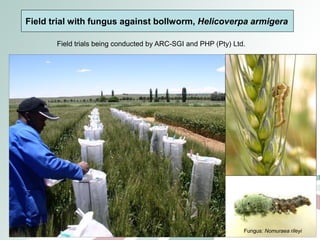 Livestock genomics—Experiences from South Africa