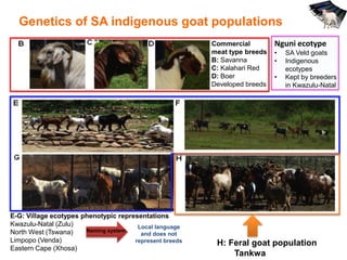 Livestock genomics—Experiences from South Africa