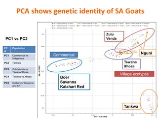 Livestock genomics—Experiences from South Africa