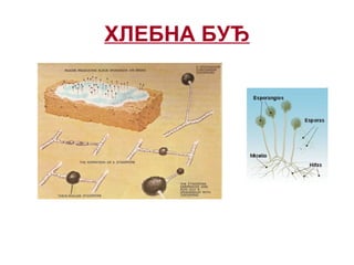 ХЛЕБНА БУЂ
 