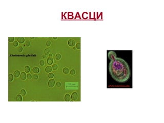 КВАСЦИ
 