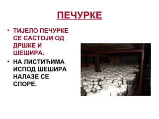 ПЕЧУРКЕ
• ТИЈЕЛО ПЕЧУРКЕ
СЕ САСТОЈИ ОД
ДРШКЕ И
ШЕШИРА.
• НА ЛИСТИЋИМА
ИСПОД ШЕШИРА
НАЛАЗЕ СЕ
СПОРЕ.
 