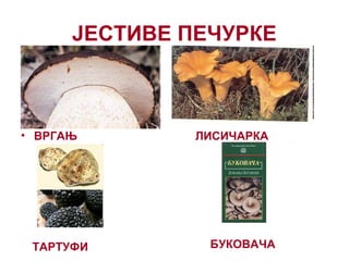 ЈЕСТИВЕ ПЕЧУРКЕ
• ВРГАЊ ЛИСИЧАРКА
ТАРТУФИ БУКОВАЧА
 