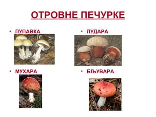 ОТРОВНЕ ПЕЧУРКЕ
• ПУПАВКА • ЛУДАРА
• МУХАРА • БЉУВАРА
 