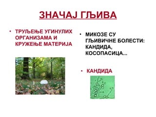 ЗНАЧАЈ ГЉИВА
• ТРУЉЕЊЕ УГИНУЛИХ
ОРГАНИЗАМА И
КРУЖЕЊЕ МАТЕРИЈА
• МИКОЗЕ СУ
ГЉИВИЧНЕ БОЛЕСТИ:
КАНДИДА,
КОСОПАСИЦА...
• КАНДИДА
 