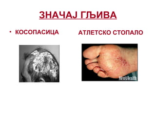 ЗНАЧАЈ ГЉИВА
• КОСОПАСИЦА АТЛЕТСКО СТОПАЛО
 
