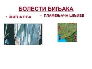 БОЛЕСТИ БИЉАКА
• ЖИТНА РЂА • ПЛАМЕЊАЧА ШЉИВЕ
 