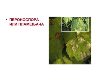 • ПЕРОНОСПОРА
ИЛИ ПЛАМЕЊАЧА
 