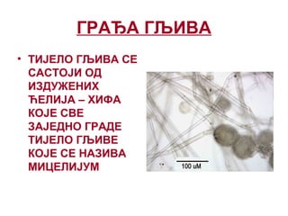 ГРАЂА ГЉИВА
• ТИЈЕЛО ГЉИВА СЕ
САСТОЈИ ОД
ИЗДУЖЕНИХ
ЋЕЛИЈА – ХИФА
КОЈЕ СВЕ
ЗАЈЕДНО ГРАДЕ
ТИЈЕЛО ГЉИВЕ
КОЈЕ СЕ НАЗИВА
МИЦЕЛИЈУМ
 
