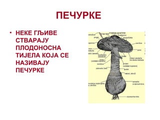 ПЕЧУРКЕ
• НЕКЕ ГЉИВЕ
СТВАРАЈУ
ПЛОДОНОСНА
ТИЈЕЛА КОЈА СЕ
НАЗИВАЈУ
ПЕЧУРКЕ
 