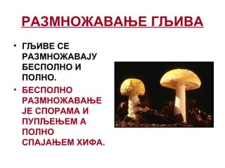 РАЗМНОЖАВАЊЕ ГЉИВА
• ГЉИВЕ СЕ
РАЗМНОЖАВАЈУ
БЕСПОЛНО И
ПОЛНО.
• БЕСПОЛНО
РАЗМНОЖАВАЊЕ
ЈЕ СПОРАМА И
ПУПЉЕЊЕМ А
ПОЛНО
СПАЈАЊЕМ ХИФА.
 