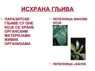 ИСХРАНА ГЉИВА
• ПЕПЕЛНИЦА ВИНОВЕ
ЛОЗЕ
• ПЕПЕЛНИЦА ЈАБУКЕ
• ПАРАЗИТСКЕ
ГЉИВЕ СУ ОНЕ
КОЈЕ СЕ ХРАНЕ
ОРГАНСКИМ
МАТЕРИЈАМА
ЖИВИХ
ОРГАНИЗАМА.
 