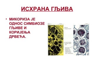 ИСХРАНА ГЉИВА
• МИКОРИЗА ЈЕ
ОДНОС СИМБИОЗЕ
ГЉИВЕ И
КОРИЈЕЊА
ДРВЕЋА.
 