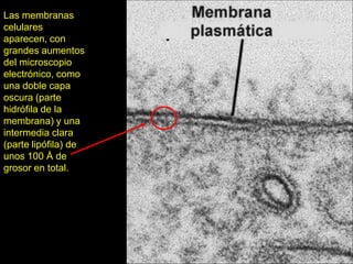 Las membranas
celulares
aparecen, con
grandes aumentos
del microscopio
electrónico, como
una doble capa
oscura (parte
hidrófila de la
membrana) y una
intermedia clara
(parte lipófila) de
unos 100 Å de
grosor en total.




                      104
 
