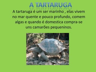 A tartaruga é um ser marinho , elas vivem no mar quente e pouco profundo, comem algas e quando é domestica compra-se uns camarões pequeninos. 