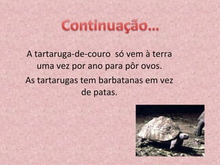A tartaruga-de-couro  só vem à terra uma vez por ano para pôr ovos. As tartarugas tem barbatanas em vez de patas. 
