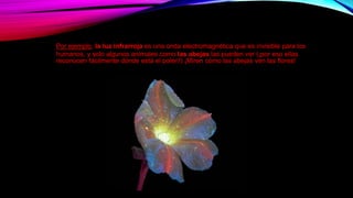 Por ejemplo, la luz infrarroja es una onda electromagnética que es invisible para los
humanos, y solo algunos animales como las abejas las pueden ver (¡por eso ellas
reconocen fácilmente dónde está el polen!) ¡Miren cómo las abejas ven las flores!
 
