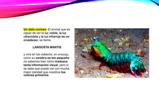 Un dato curioso: El animal que es
capaz de ver la luz visible, la luz
ultravioleta y la luz infrarroja es un
crustáceo: se llama
LANGOSTA MANTIS
y vive en los océanos; sin embargo,
como su cerebro es tan pequeño
no sabemos bien cómo traduzca
tanta información visual, pero sí
se sabe que puede ver con mucha
mejor claridad que nosotros los
colores primarios.
 