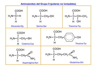 Aminoácidos del Grupo II (polares no ionizables)

COOH

COOH
H 2N C H

H 2N

H

C CH2 OH

H 2N

C CH CH3
H OH

H

Glicocola-Gly

Serina-Ser

H2N C CH2 SH

H

C CH2

OH

H

Tirosina-Tyr

COOH
O

C CH2 C
H

H 2N

Cisteína-Cys

COOH

Treonina-Trp

COOH

COOH

H2 N

COOH

NH2
Asparragina-Asn

H2N

O

C CH2 CH2-C
H

NH2
Glutamina-Gln

 