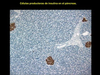 Células productoras de insulina en el páncreas.

 