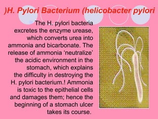 H. Pylori Bacterium (helicobacter pylori(
The H. pylori bacteria
excretes the enzyme urease,
which converts urea into
ammonia and bicarbonate. The
release of ammonia ‘neutralize’
the acidic environment in the
stomach, which explains
the difficulty in destroying the
H. pylori bacterium.! Ammonia
is toxic to the epithelial cells
and damages them; hence the
beginning of a stomach ulcer
takes its course.
 