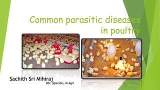 Common parasitic diseases
in poultry
Sachith Sri Mihiraj
BSc (Special), M.Agri
 
