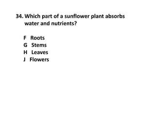 34. Which part of a sunflower plant absorbs
water and nutrients?
F Roots
G Stems
H Leaves
J Flowers
 