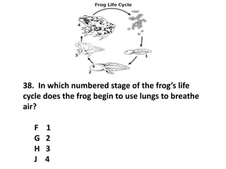 38. In which numbered stage of the frog’s life
cycle does the frog begin to use lungs to breathe
air?
F 1
G 2
H 3
J 4
 