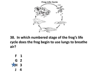 38. In which numbered stage of the frog’s life
cycle does the frog begin to use lungs to breathe
air?
F 1
G 2
H 3
J 4
 