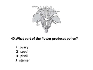 40.What part of the flower produces pollen?
F ovary
G sepal
H pistil
J stamen
 