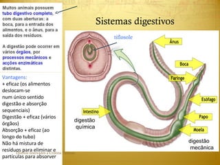 Sistemas digestivos
tiflosole
Vantagens:
+ eficaz (os alimentos
deslocam-se
num único sentido
digestão e absorção
sequenciais)
Digestão + eficaz (vários
órgãos)
Absorção + eficaz (ao
longo do tubo)
Não há mistura de
resíduos para eliminar e
partículas para absorver
digestão
mecânica
digestão
química
Direitos reservados a Cristina Pedrosa
 