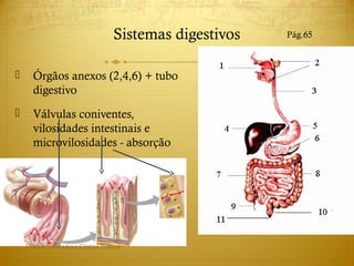  Órgãos anexos (2,4,6) + tubo
digestivo
 Válvulas coniventes,
vilosidades intestinais e
microvilosidades - absorção
Sistemas digestivos Pág.65
Direitos reservados a Cristina Pedrosa
 