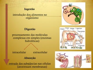 Ingestão
introdução dos alimentos no
organismo
Digestão
processamento das moléculas
complexas em simples (enzimas
hidrolíticas)
intracelular extracelular
Absorção
entrada das substâncias nas células
(atravessam membranas)
Direitos reservados a Cristina Pedrosa
 