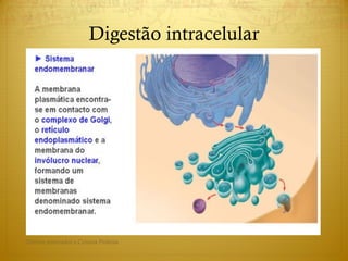 Digestão intracelular
Direitos reservados a Cristina Pedrosa
 