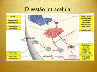Digestão intracelular
endocitose
absorção
Direitos reservados a Cristina Pedrosa
 