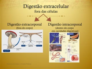 Digestão extracelular
fora das células
Digestão extracorporal
(fora do corpo)
Digestão intracorporal
(dentro do corpo
em cavidades digestivas)
Direitos reservados a Cristina Pedrosa
 