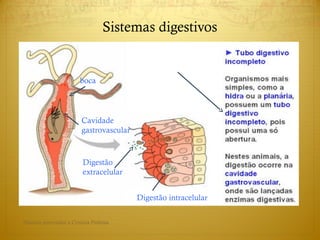 Sistemas digestivos
Digestão intracelular
boca
Cavidade
gastrovascular
Digestão
extracelular
Direitos reservados a Cristina Pedrosa
 