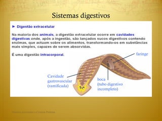 Sistemas digestivos
faringe
Cavidade
gastrovascular
(ramificada)
boca
(tubo digestivo
incompleto)
Direitos reservados a Cristina Pedrosa
 