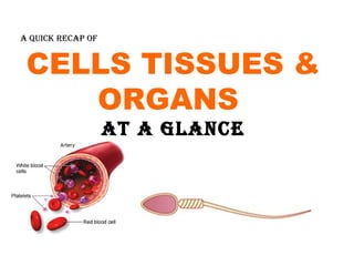 CELLS TISSUES & ORGANS  AT A GLANCE A QUICK RECAP OF 