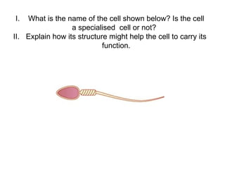 What is the name of the cell shown below? Is the cell a specialised  cell or not?  Explain how its structure might help the cell to carry its function. 