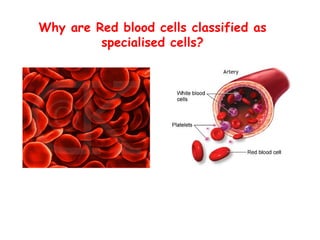 Why are Red blood cells classified as specialised cells? 