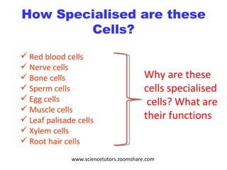 How Specialised are these Cells? Red blood cells Nerve cells Bone cells Sperm cells  Egg cells  Muscle cells  Leaf palisade cells  Xylem cells  Root hair cells Why are these cells specialised  cells? What are their functions www.sciencetutors.zoomshare.com 