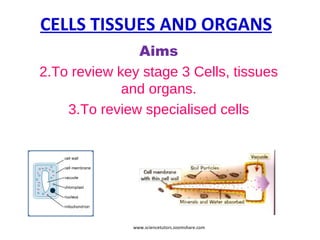 CELLS TISSUES AND ORGANS Aims To review key stage 3 Cells, tissues and organs. To review specialised cells www.sciencetutors.zoomshare.com 