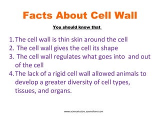 Facts About Cell Wall The cell wall is thin skin around the cell The cell wall gives the cell its shape The cell wall regulates what goes into  and out of the cell The lack of a rigid cell wall allowed animals to develop a greater diversity of cell types, tissues, and organs. You should know that  www.sciencetutors.zoomshare.com 