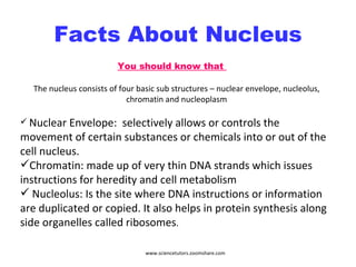Facts About Nucleus The nucleus consists of four basic sub structures – nuclear envelope, nucleolus, chromatin and nucleoplasm Nuclear Envelope:  selectively allows or controls the movement of certain substances or chemicals into or out of the cell nucleus. Chromatin: made up of very thin DNA strands which issues instructions for heredity and cell metabolism Nucleolus: Is the site where DNA instructions or information are duplicated or copied. It also helps in protein synthesis along side organelles called ribosomes . You should know that  www.sciencetutors.zoomshare.com 